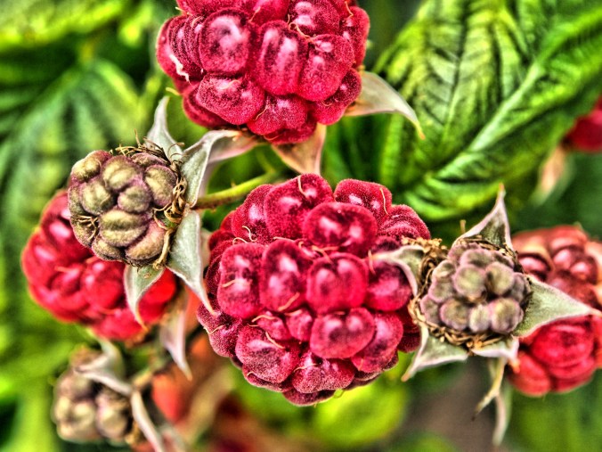 Raspberries on a bush.