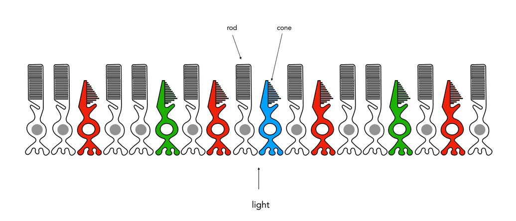 Demystifying Colour (ii) : the basics of colour perception | Crafting ...