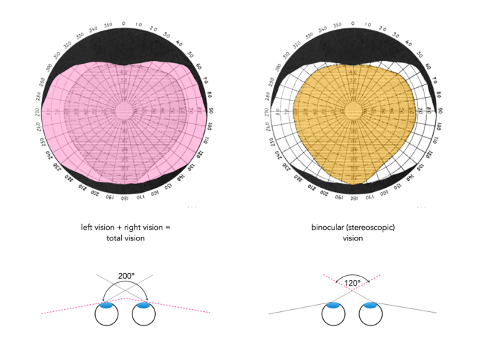 The human visual system : image shape and binocular vision | Crafting ...